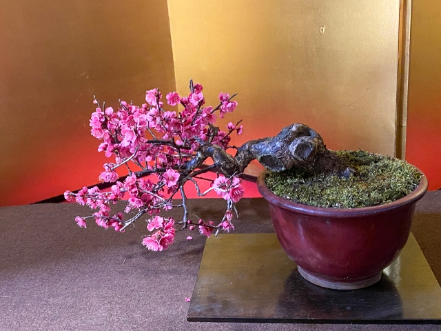 bonsai